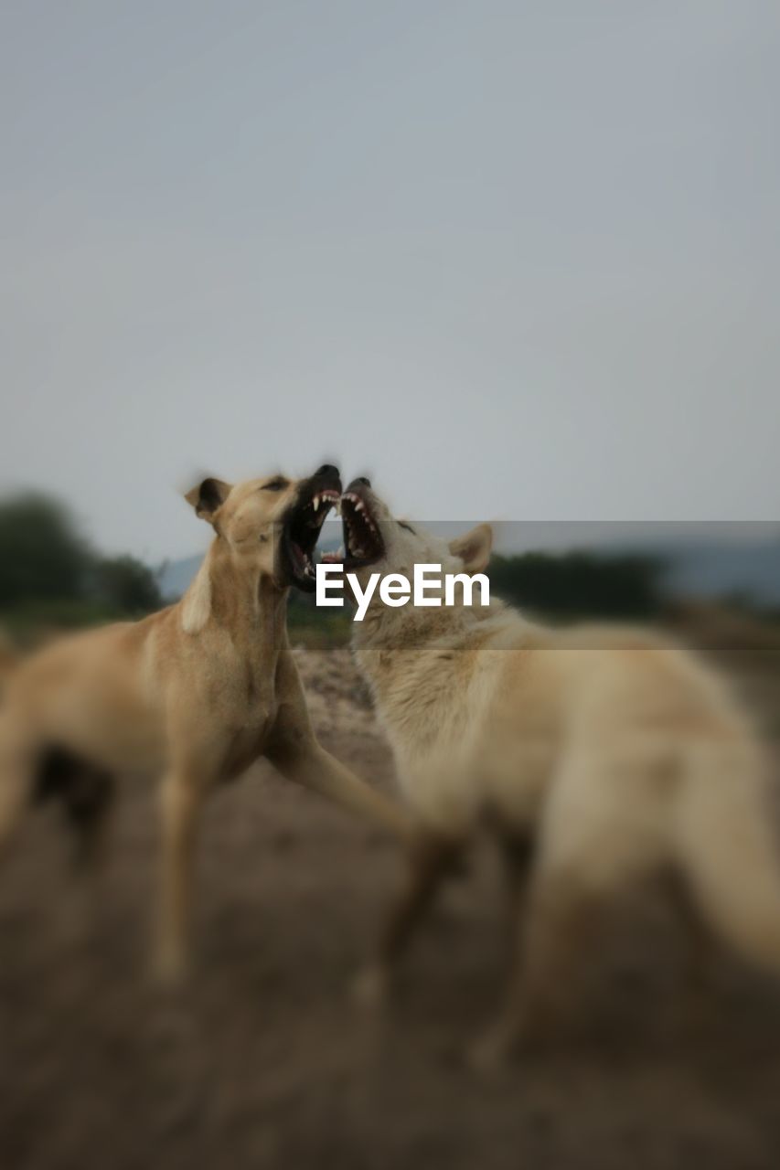 Dogs fighting while standing on field