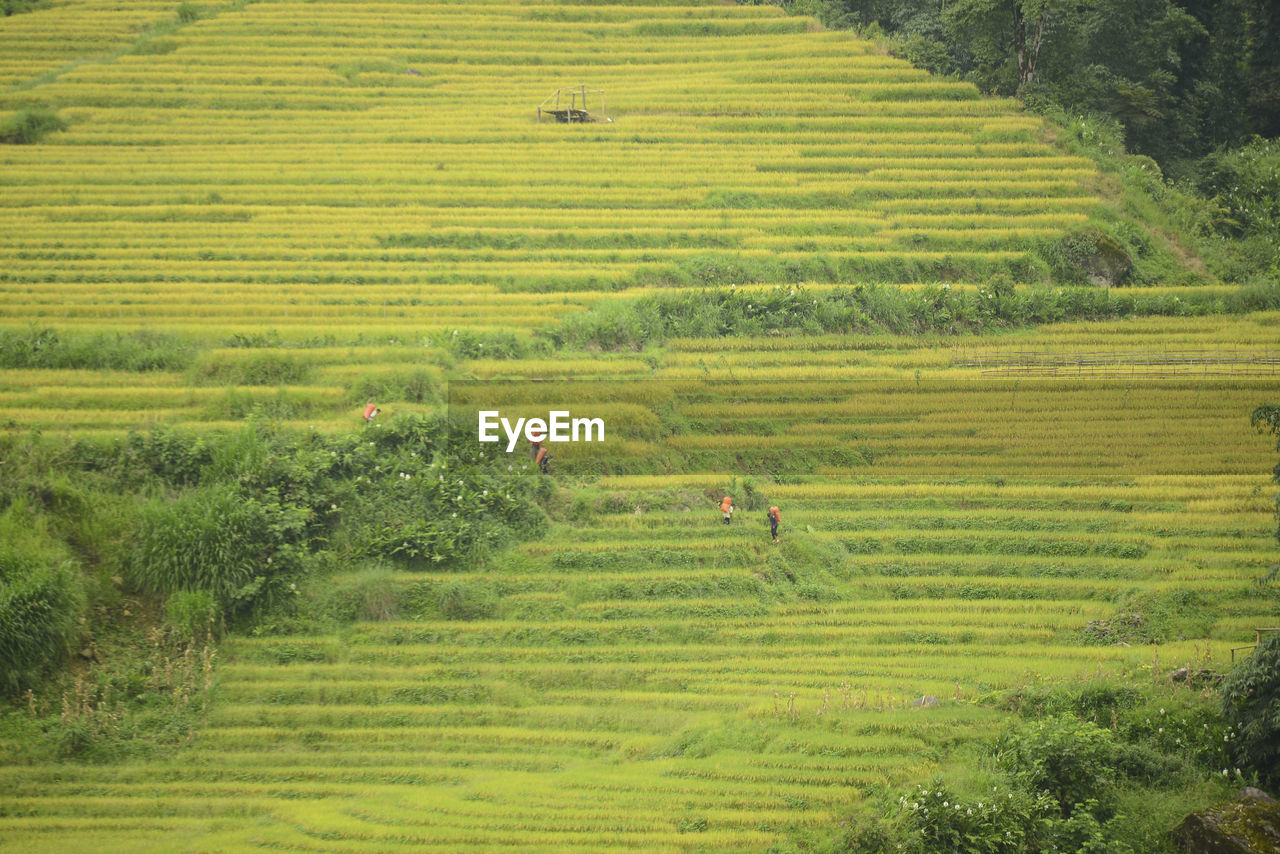 SCENIC VIEW OF RICE PADDY