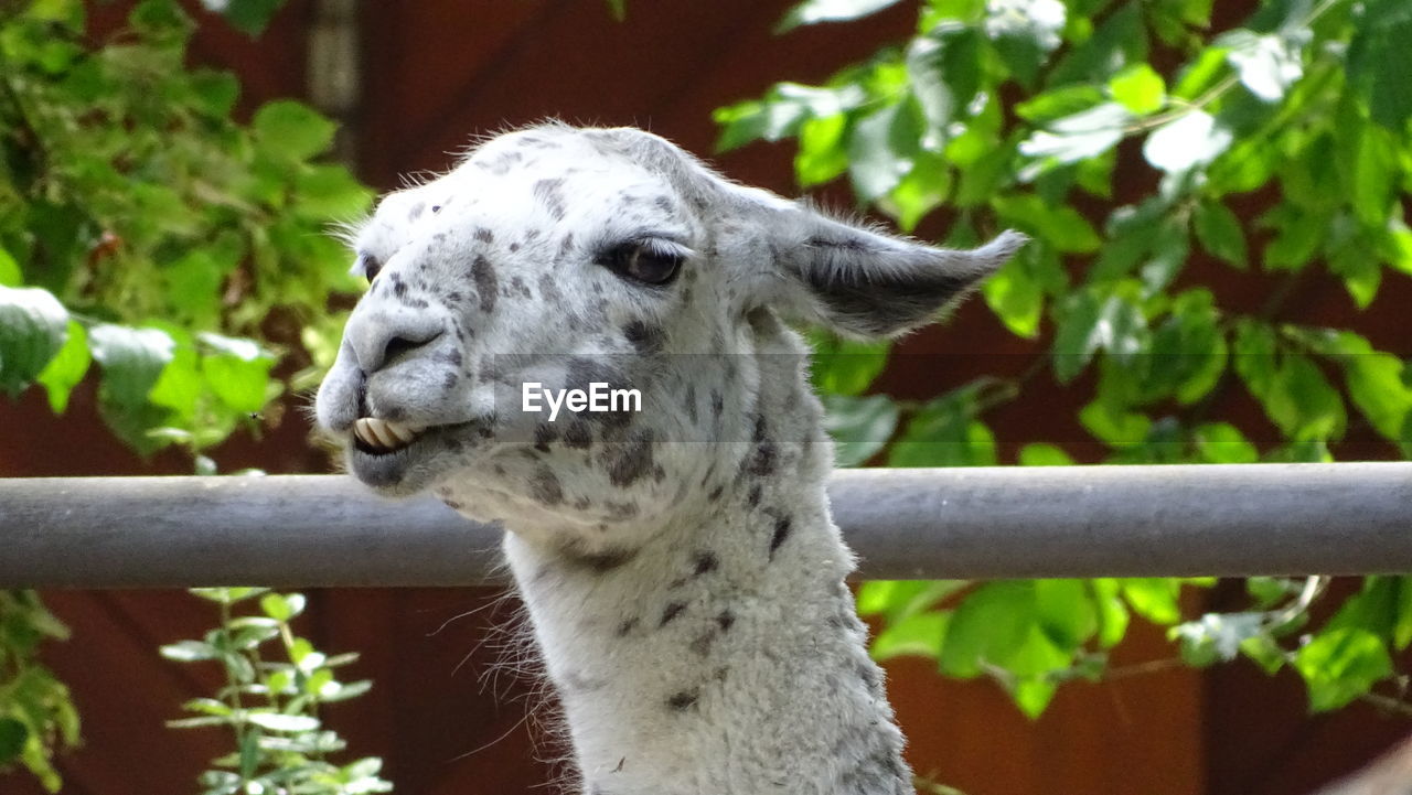 CLOSE-UP OF GIRAFFE EATING