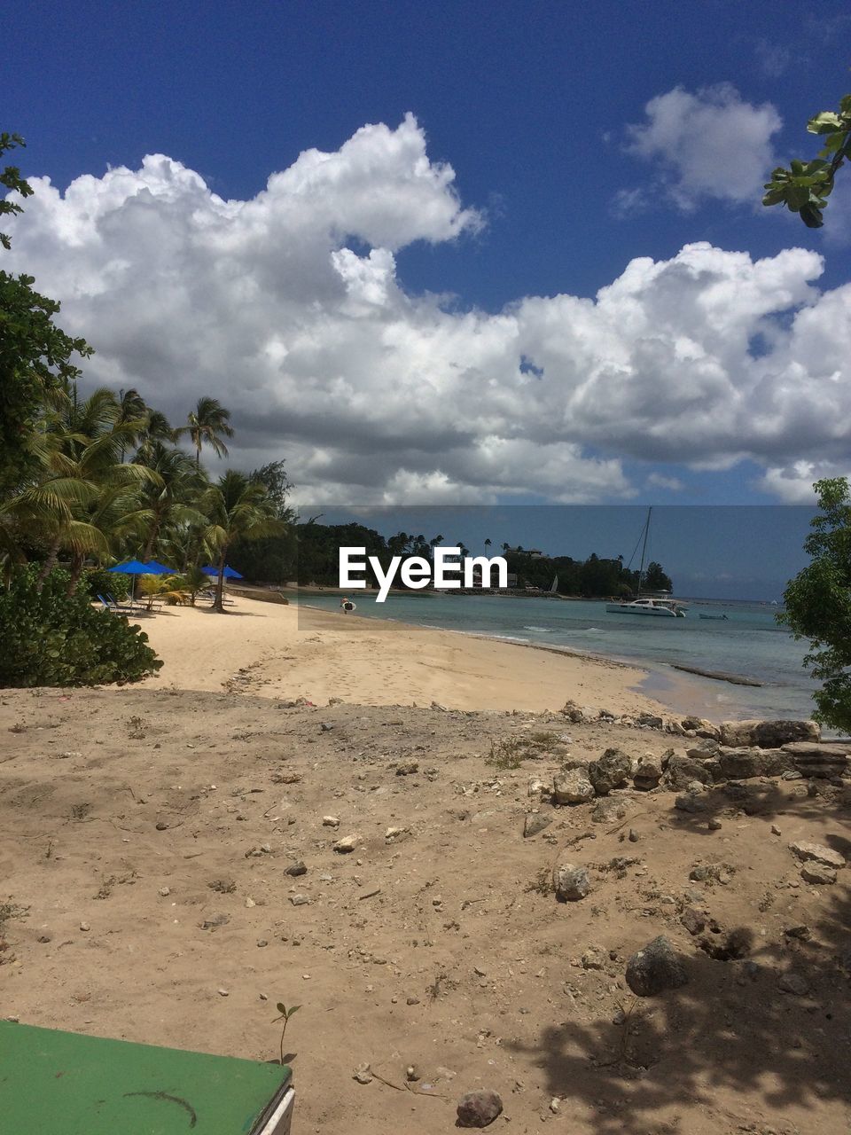 TREES ON BEACH