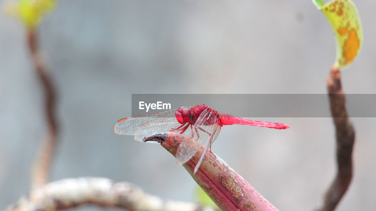 CLOSE-UP OF RED DRAGONFLY ON FLOWER