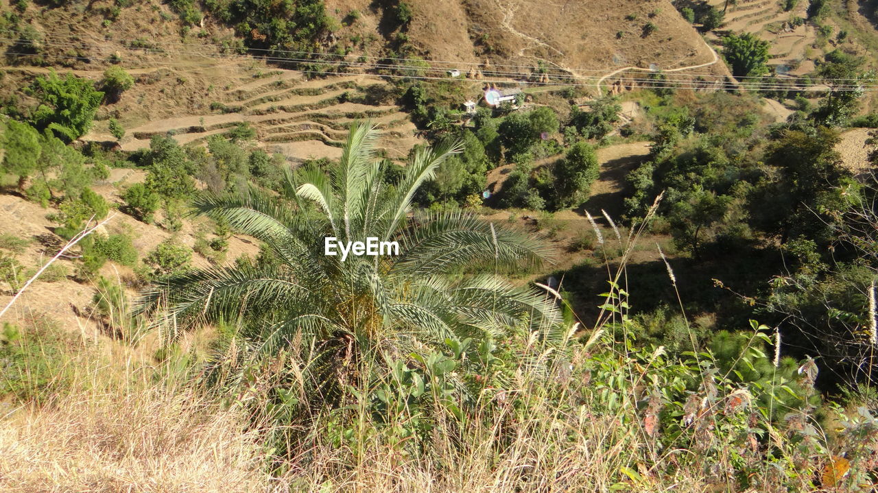 SCENIC VIEW OF FIELD