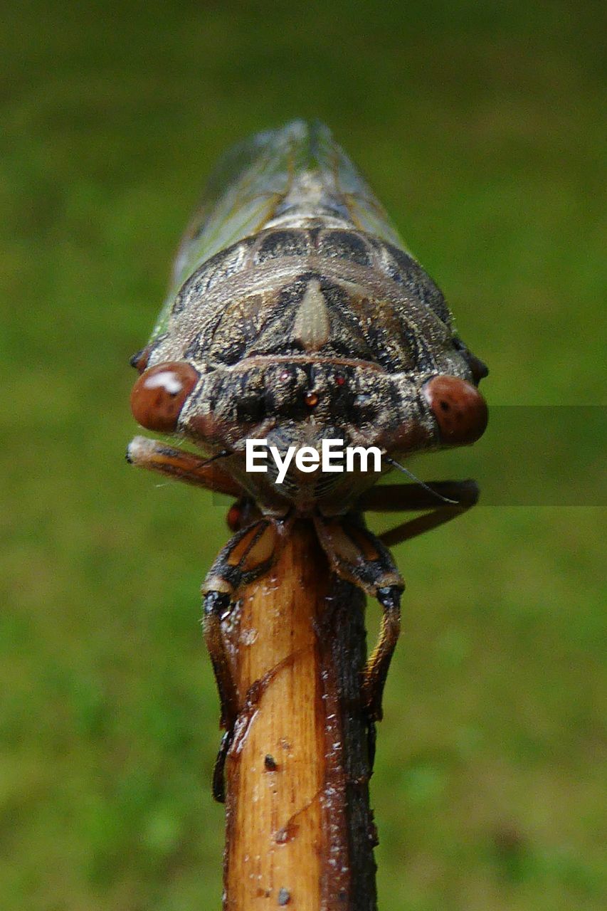 CLOSE-UP OF ANIMAL