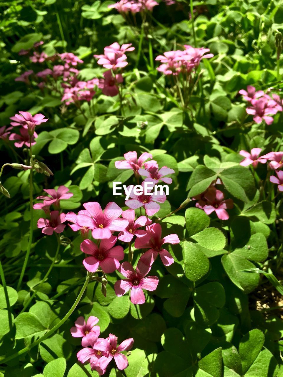 Close-up of pink flowers