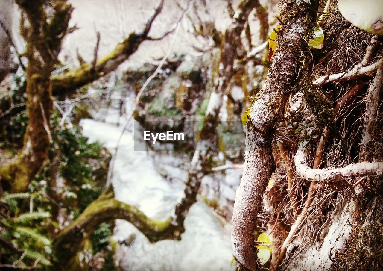 CLOSE-UP OF TREE TRUNK