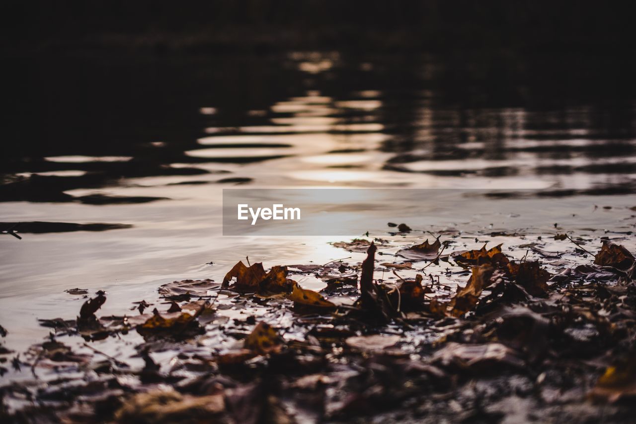 CLOSE-UP OF LEAVES FLOATING ON LAKE