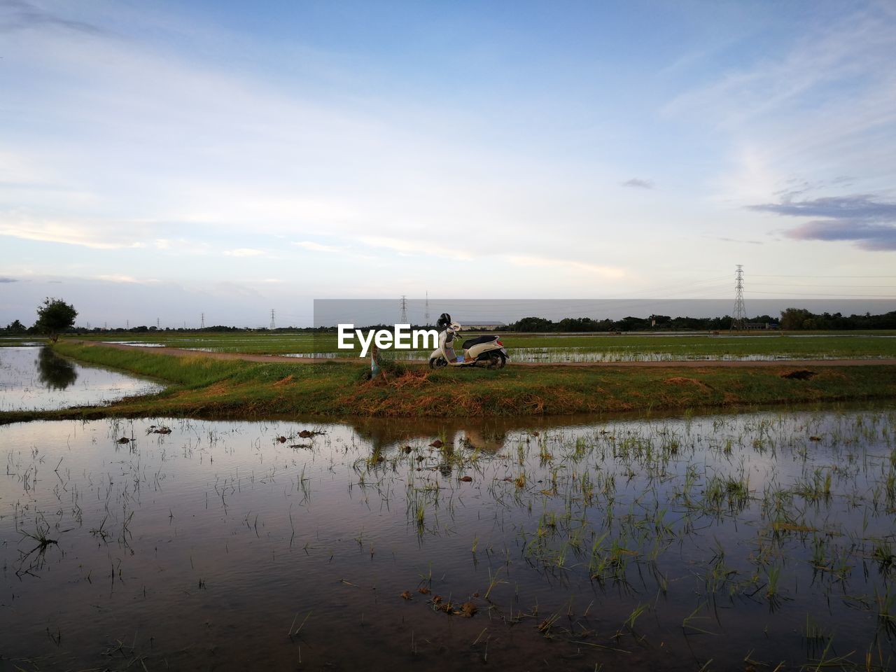 SCENIC VIEW OF FIELD