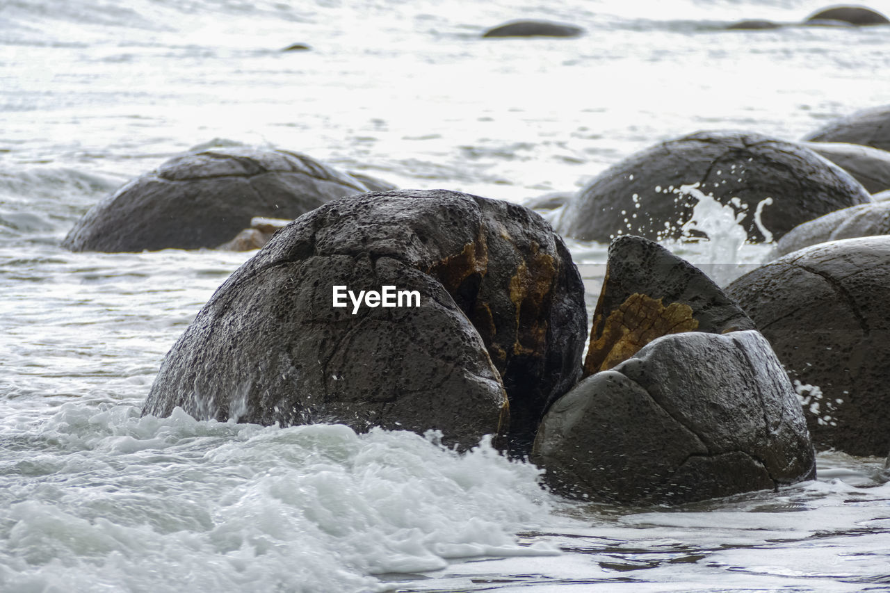 VIEW OF TURTLE IN SEA