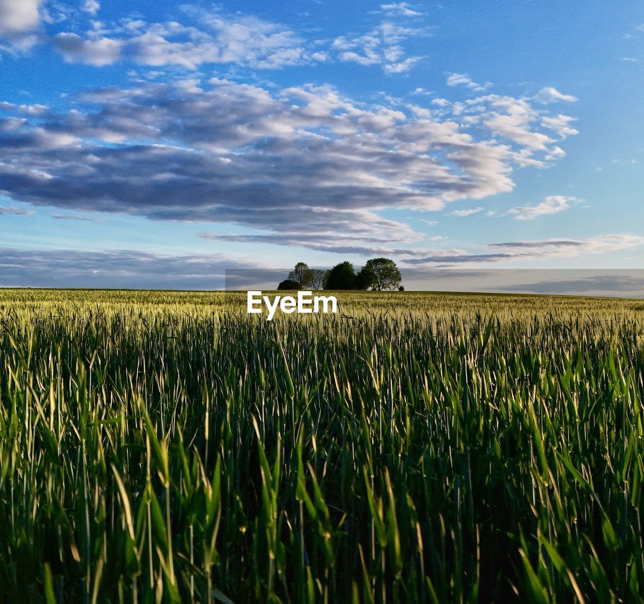 landscape, field, sky, land, plant, agriculture, environment, rural scene, crop, cloud, cereal plant, grass, nature, horizon, growth, beauty in nature, grassland, scenics - nature, barley, food, plain, prairie, farm, no people, corn, tranquility, blue, food and drink, meadow, summer, rural area, outdoors, horizon over land, green, wheat, paddy field, tranquil scene, sunlight, morning, day, urban skyline, idyllic, food grain, abundance, environmental conservation, tree, non-urban scene, vegetable, cloudscape, dusk, social issues