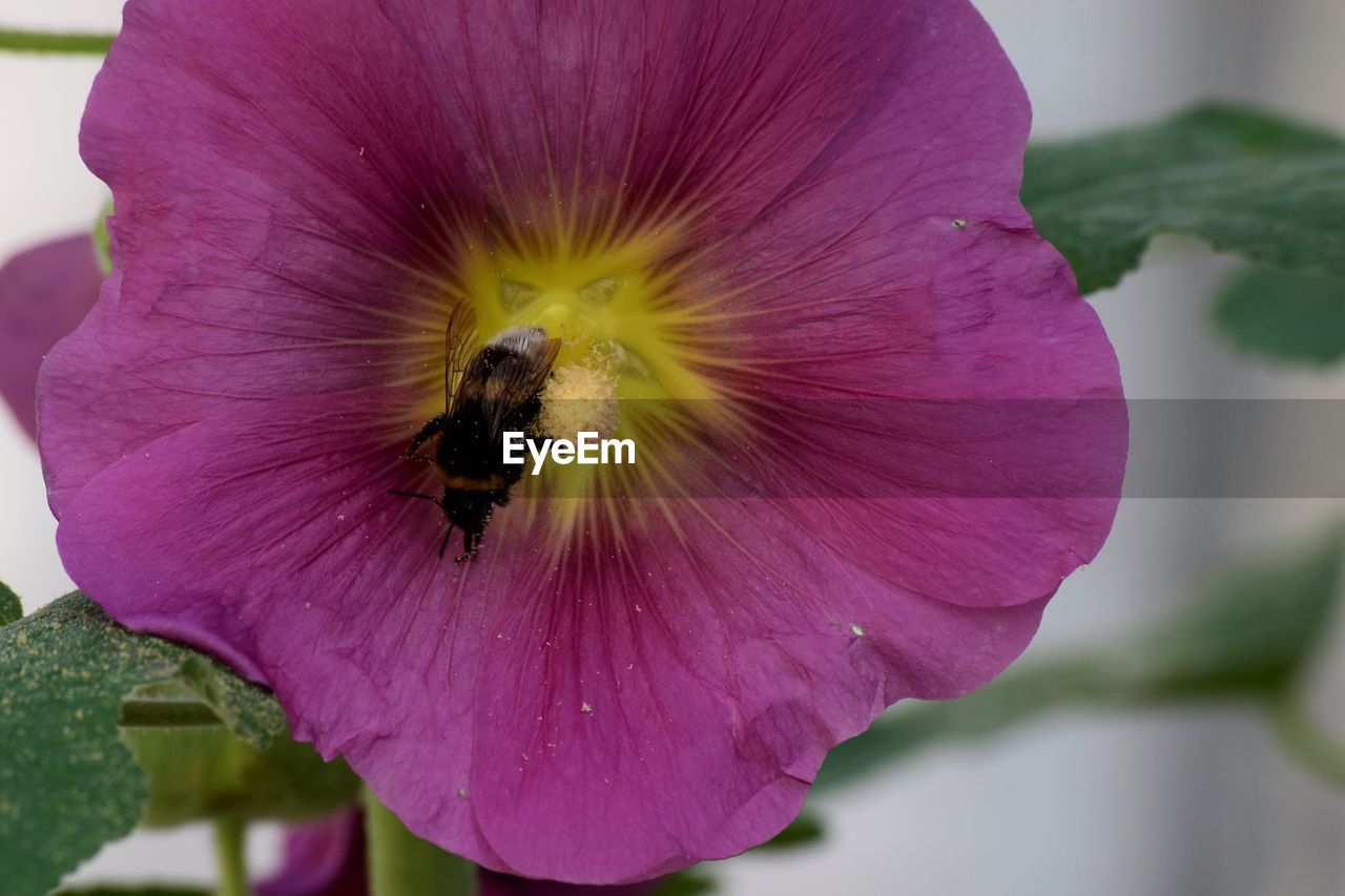 CLOSE-UP OF BEE POLLINATING ON PURPLE FLOWERING PLANT