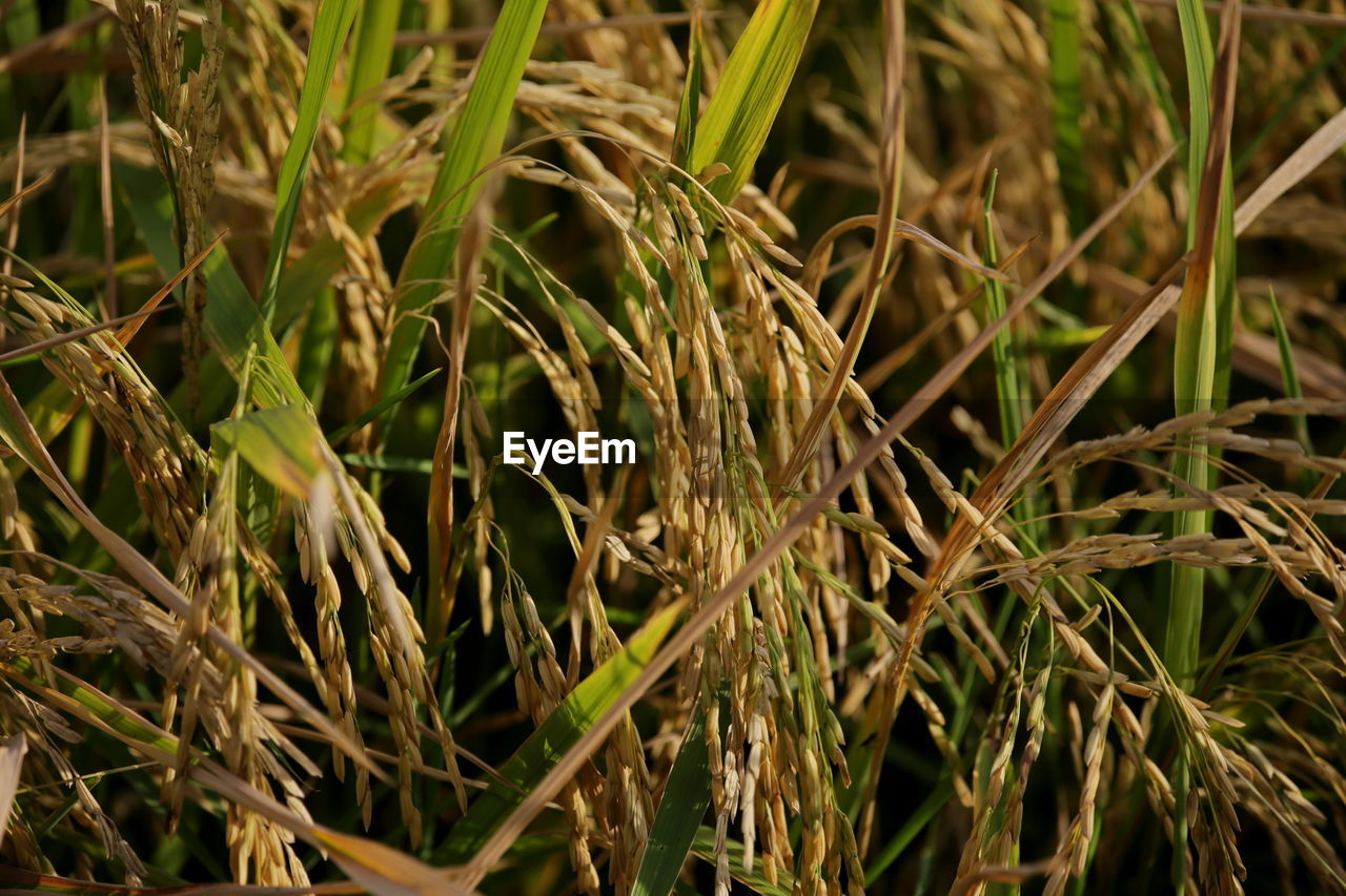 CLOSE-UP OF CORN FIELD