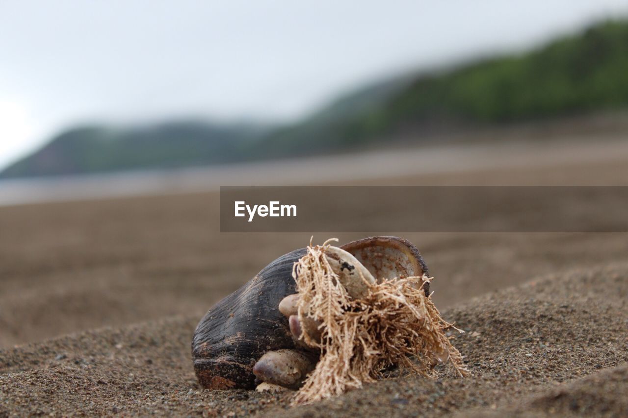 CLOSE-UP OF CRAB ON BEACH