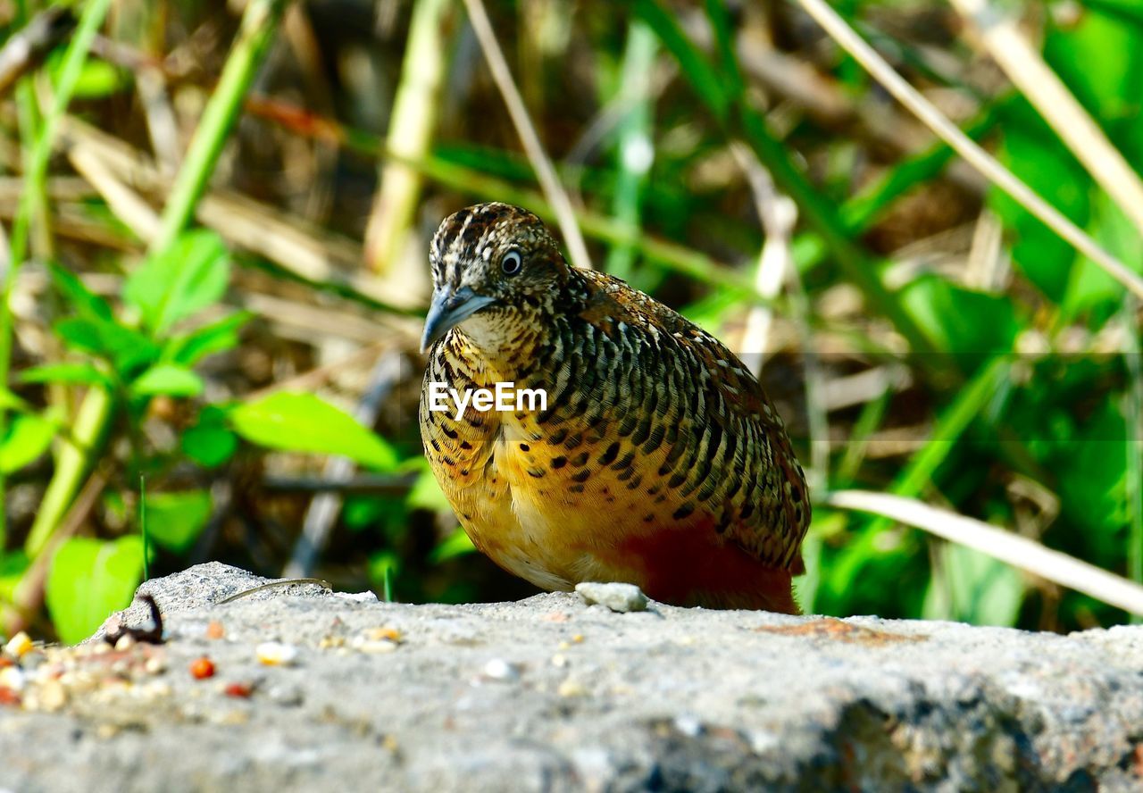 CLOSE-UP OF A BIRD