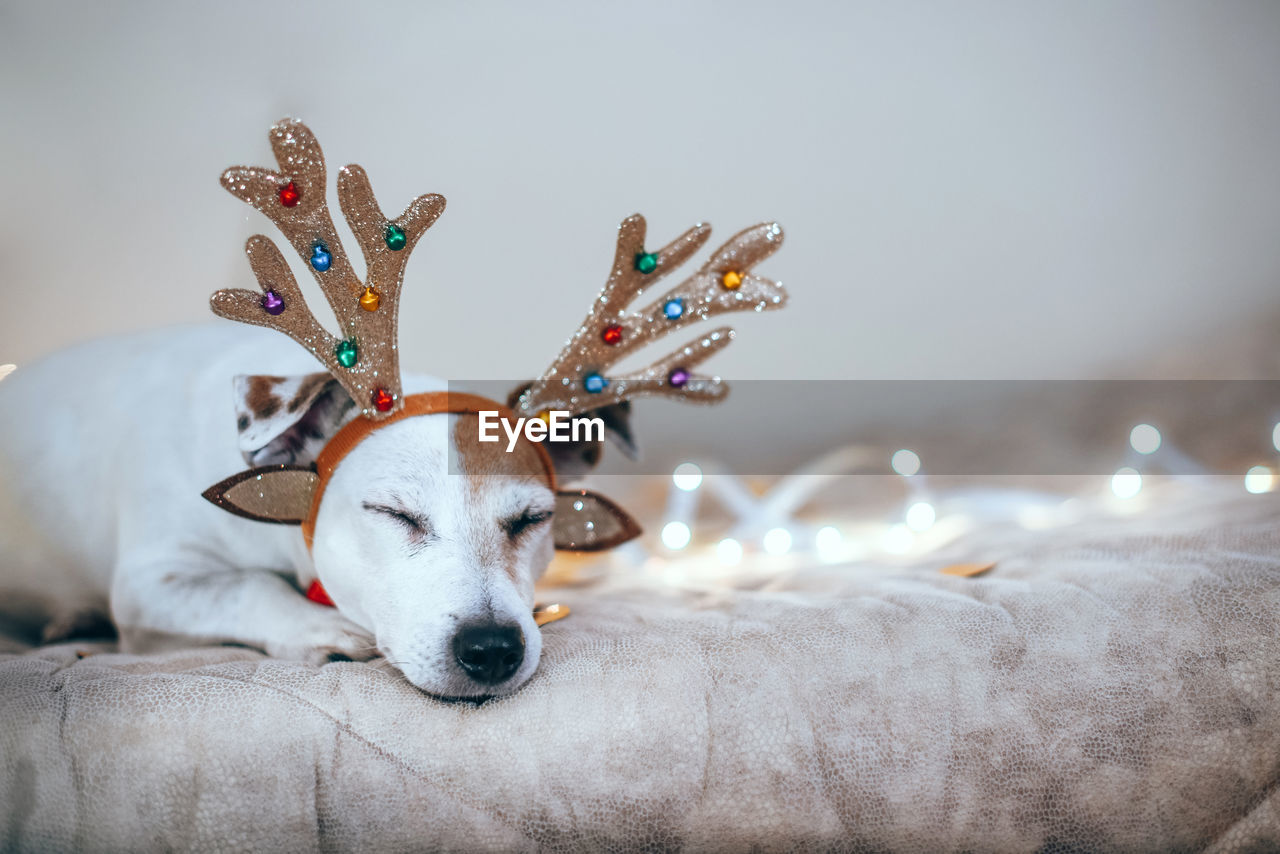 Dog is sleeping on the bed in light of christmas lights, tired after party