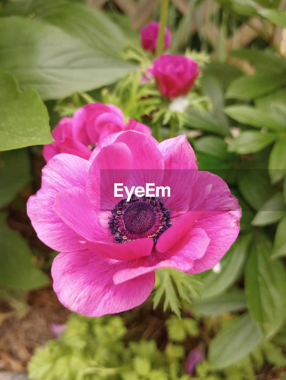 flower, flowering plant, plant, freshness, beauty in nature, pink, petal, flower head, close-up, inflorescence, nature, growth, fragility, plant part, leaf, no people, outdoors, springtime, pollen, focus on foreground, blossom, magenta, day