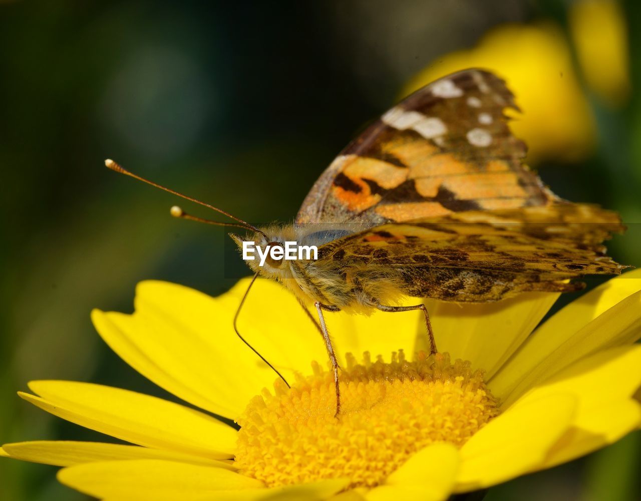 CLOSE-UP OF BUTTERFLY POLLINATING ON FLOWER