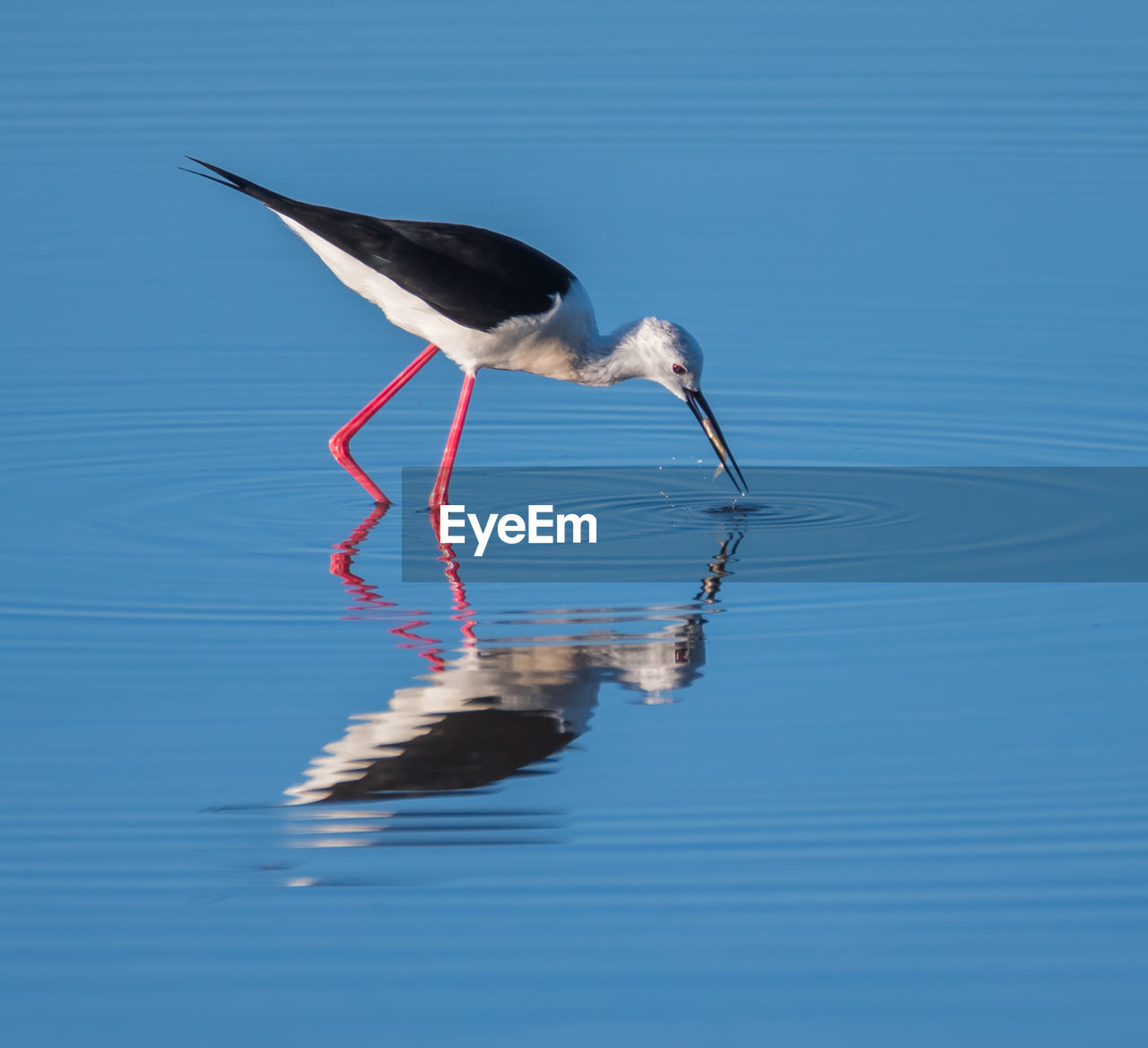 Close-up of bird in water