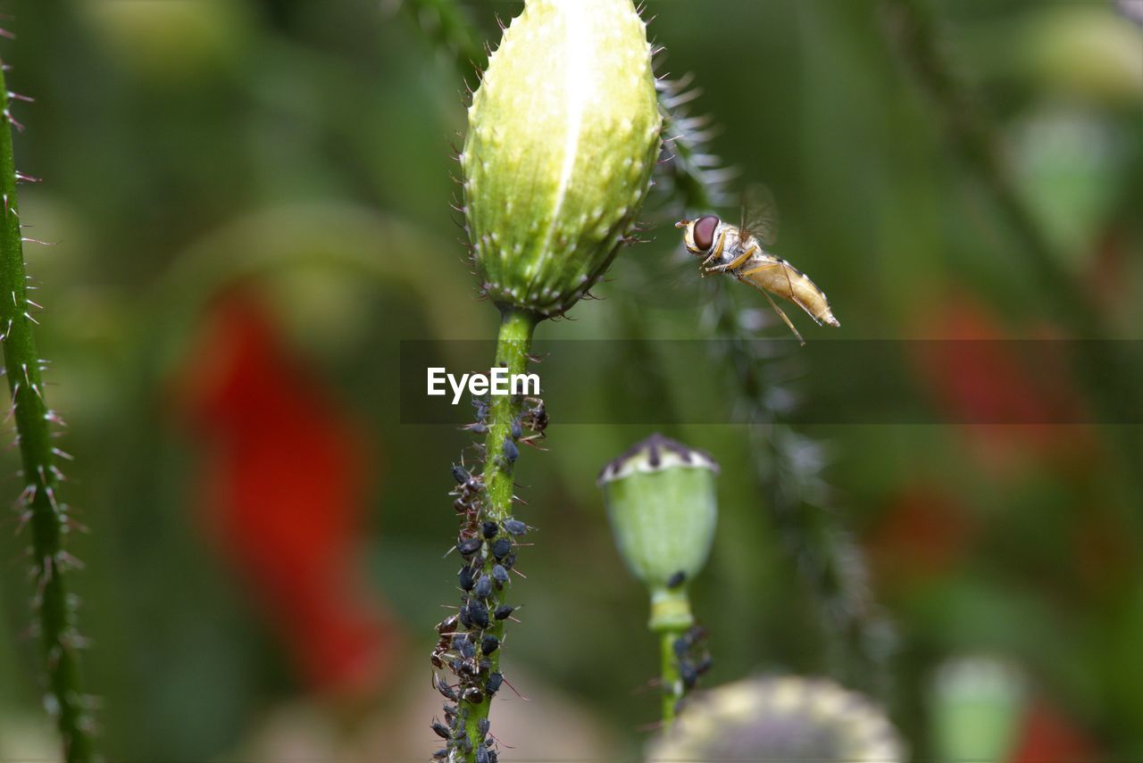 CLOSE-UP OF INSECT ON FLOWER BUD