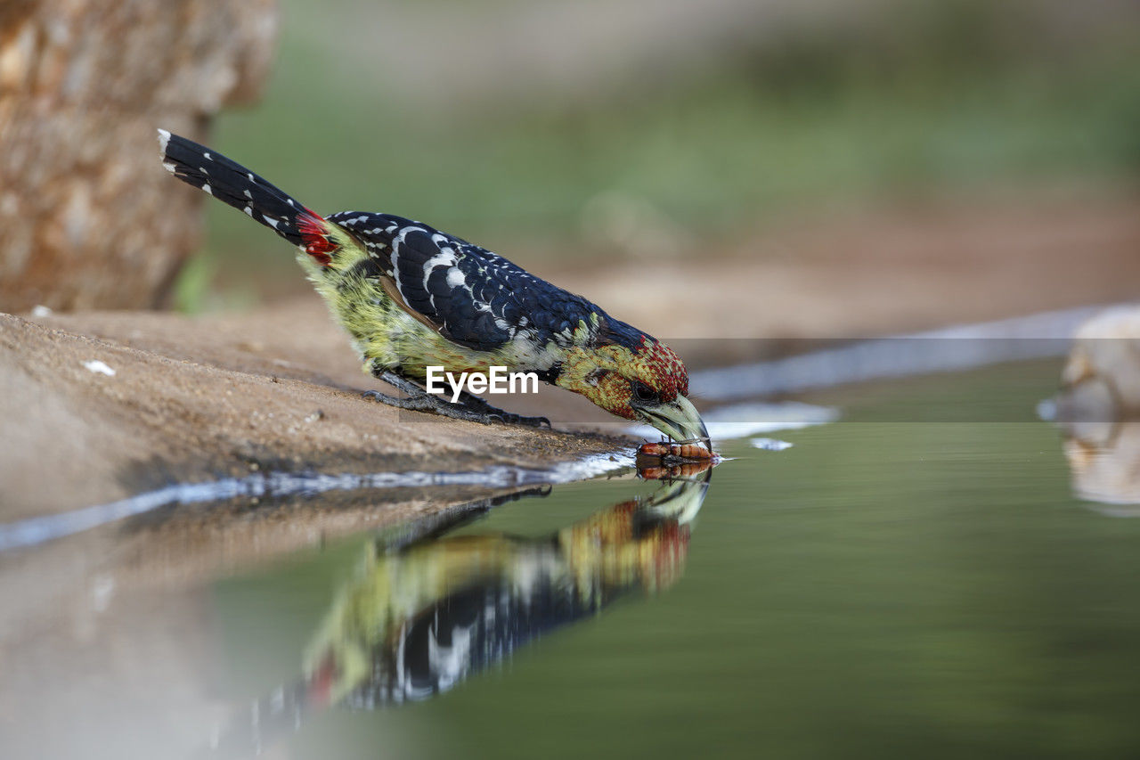 animal themes, animal, animal wildlife, nature, wildlife, one animal, close-up, macro photography, water, reflection, no people, insect, green, day, selective focus, lake, outdoors, bird, focus on foreground, side view