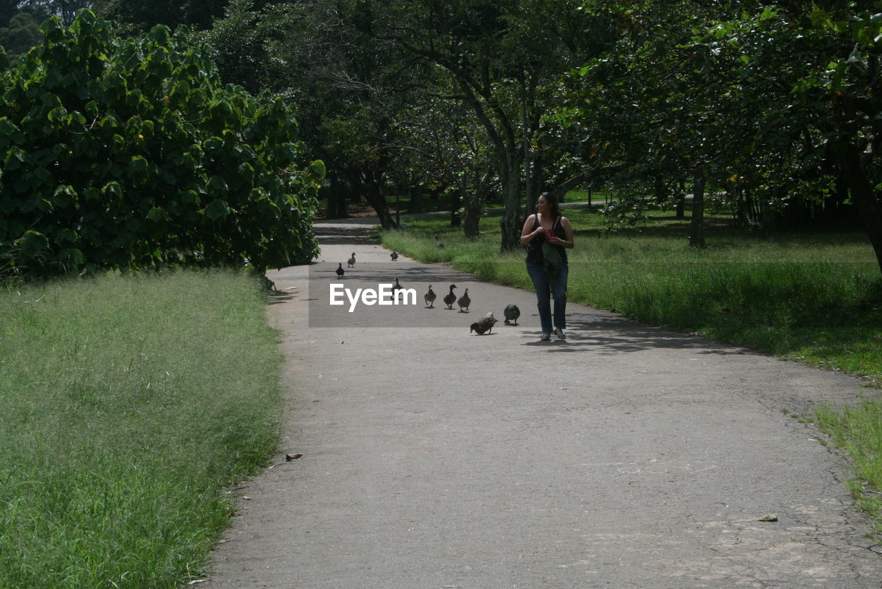 Woman walking by ducks on road amidst trees at park