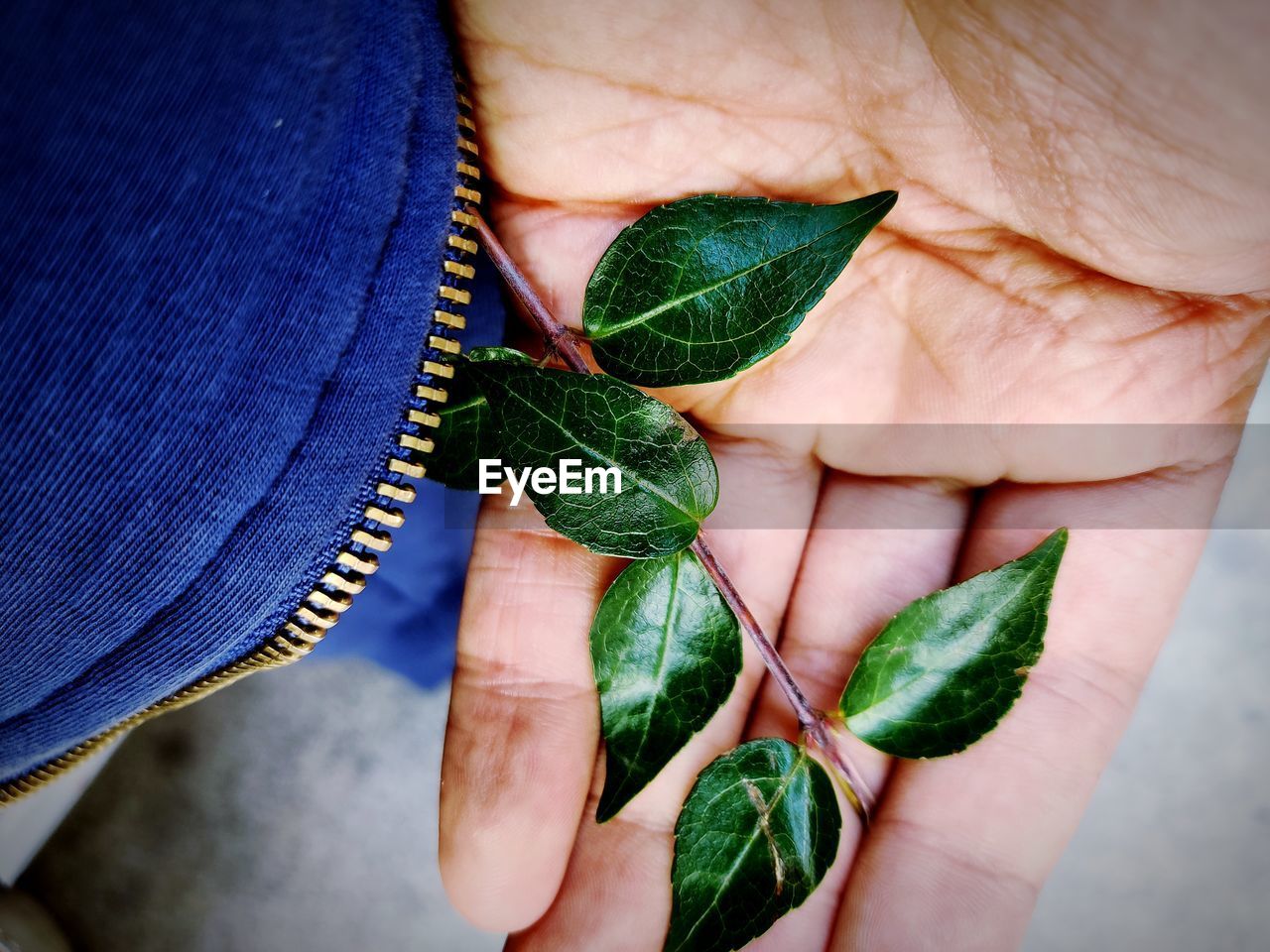 CROPPED HAND HOLDING LEAVES