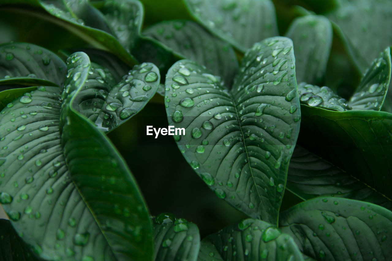 Nature green konjac leaves with raindrop background.