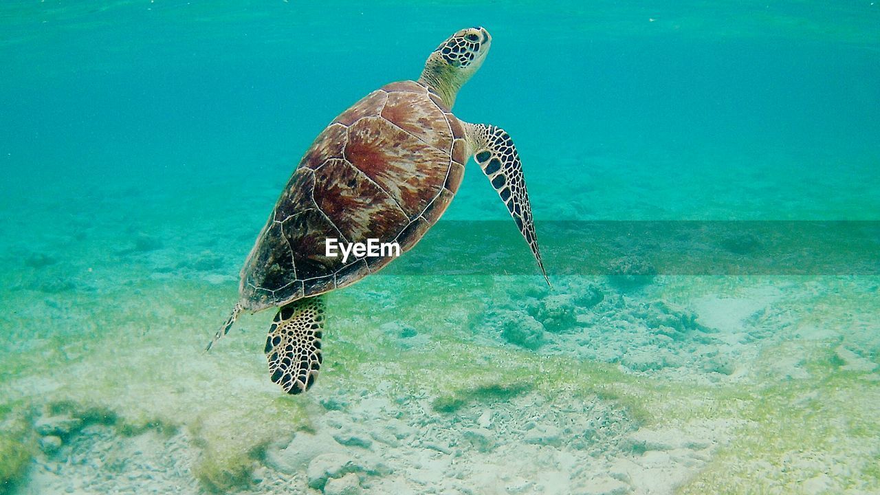 CLOSE-UP OF SWIMMING IN SEA