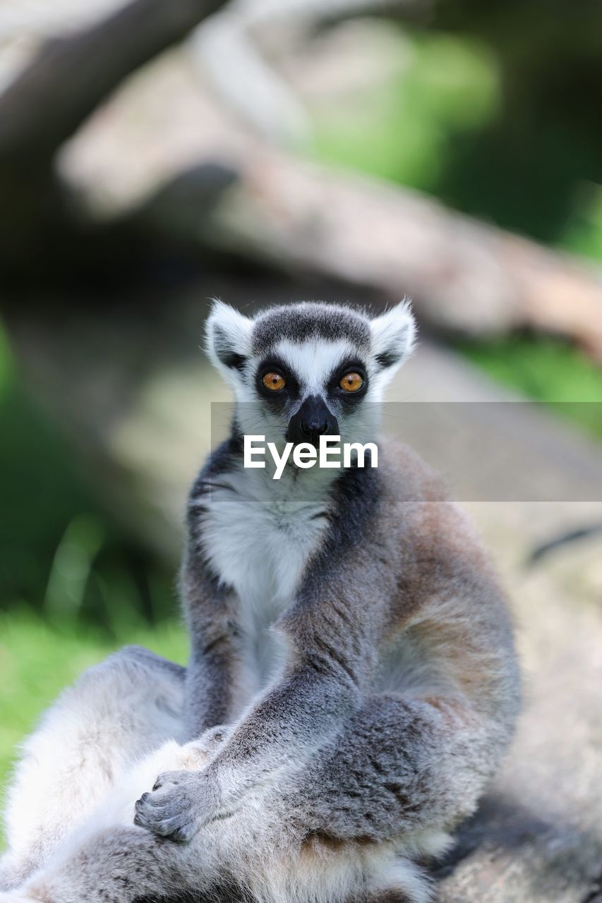 Close-up of lemur monkey sitting outdoors