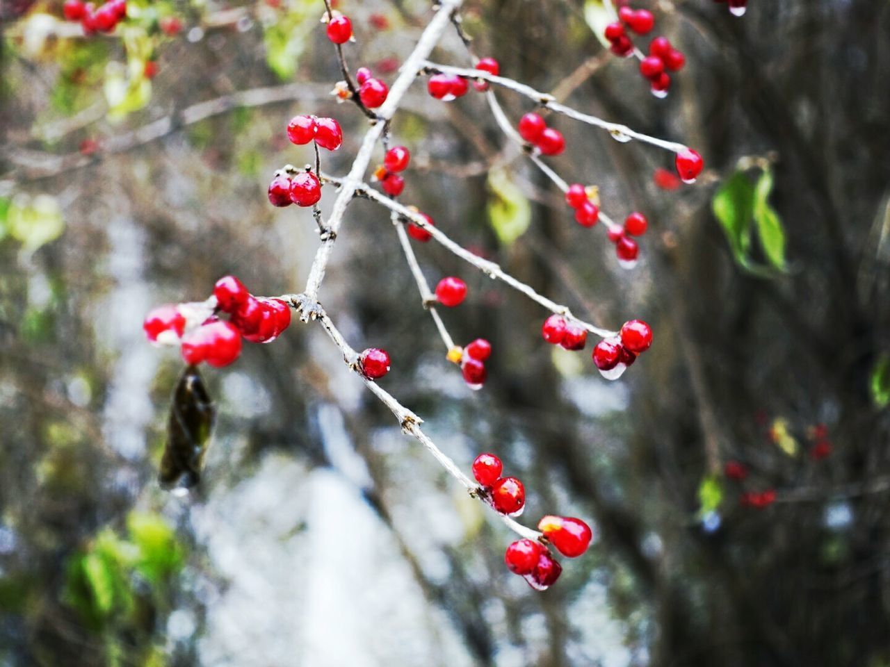 RED BERRIES ON TREE