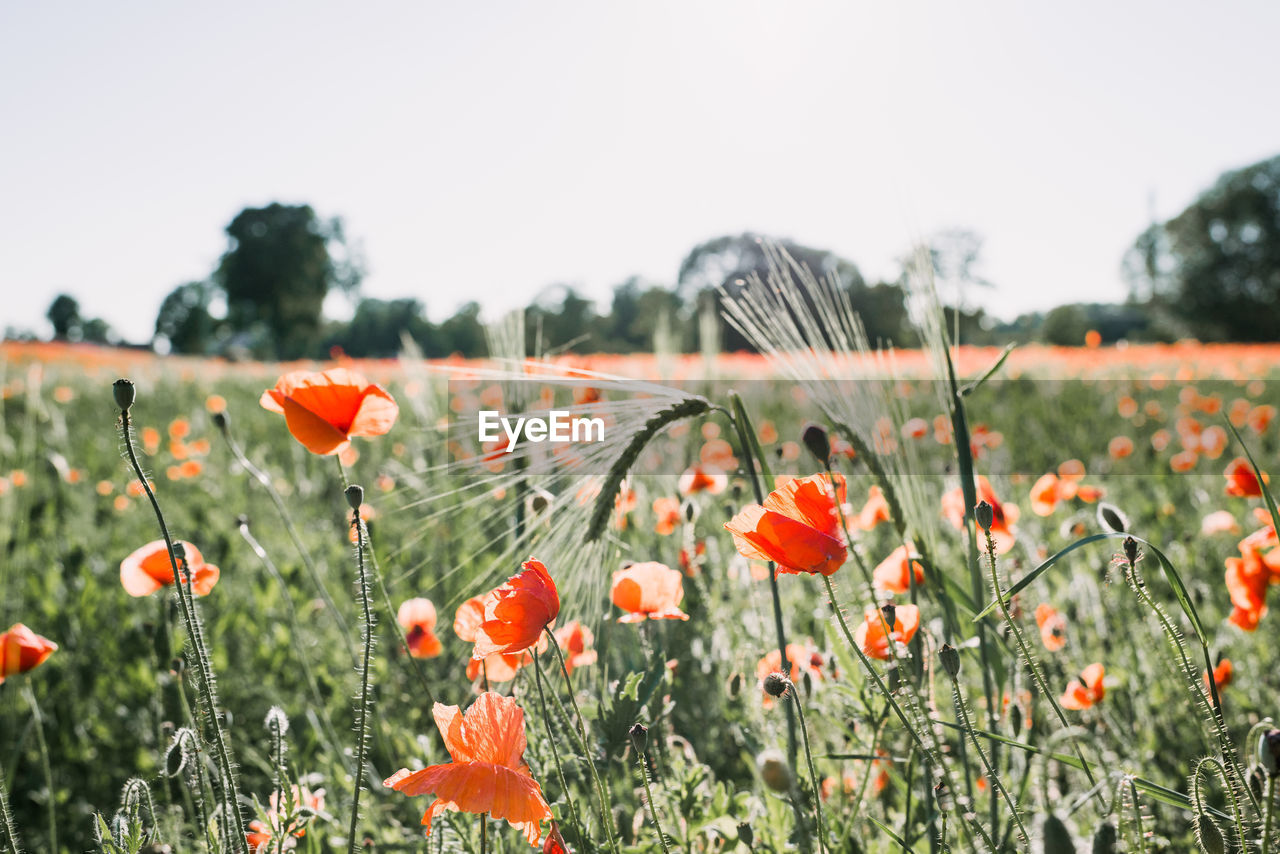 Close-up of poppy flowers on field against sky