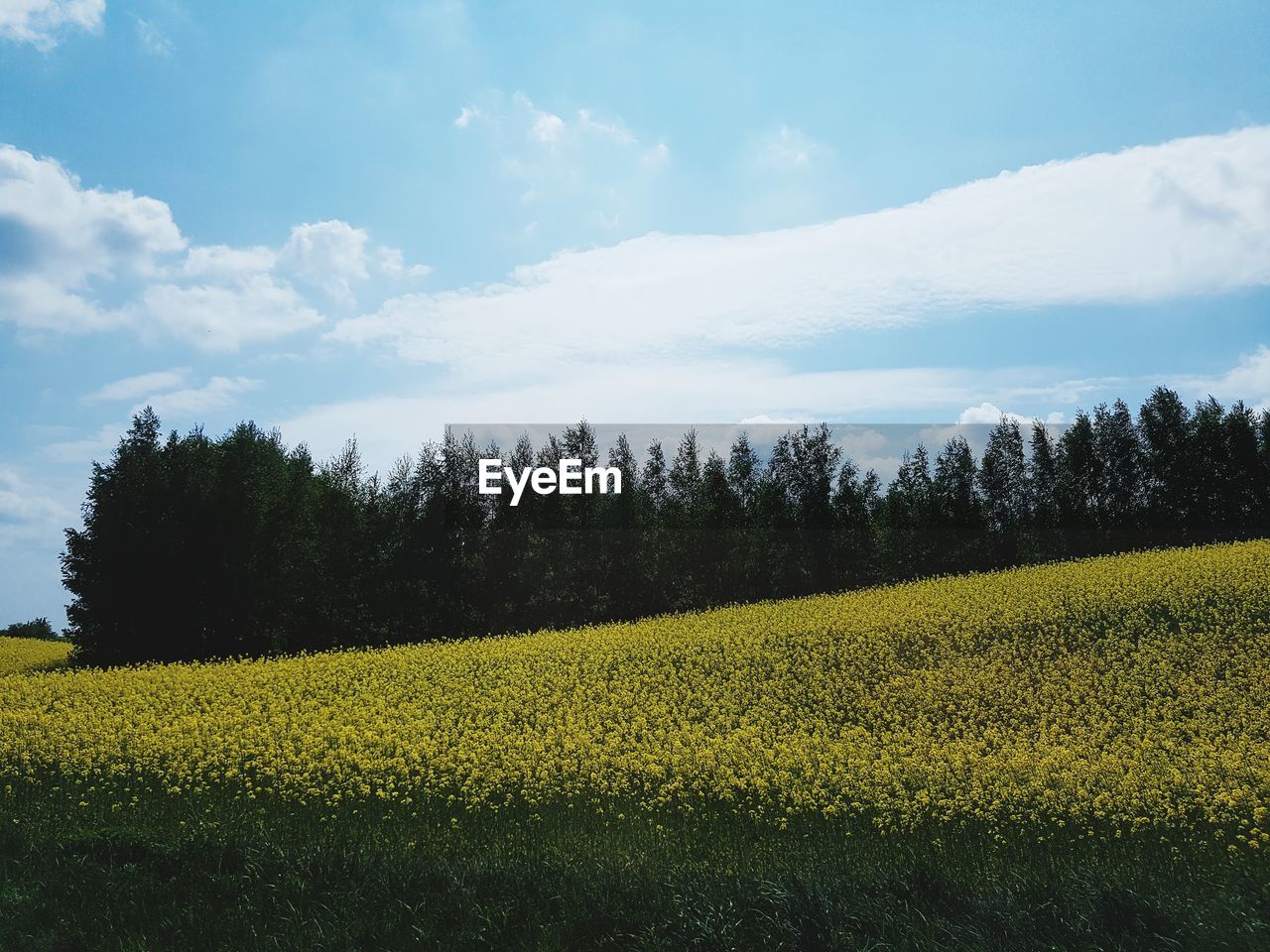 SCENIC VIEW OF FIELD AGAINST CLOUDY SKY