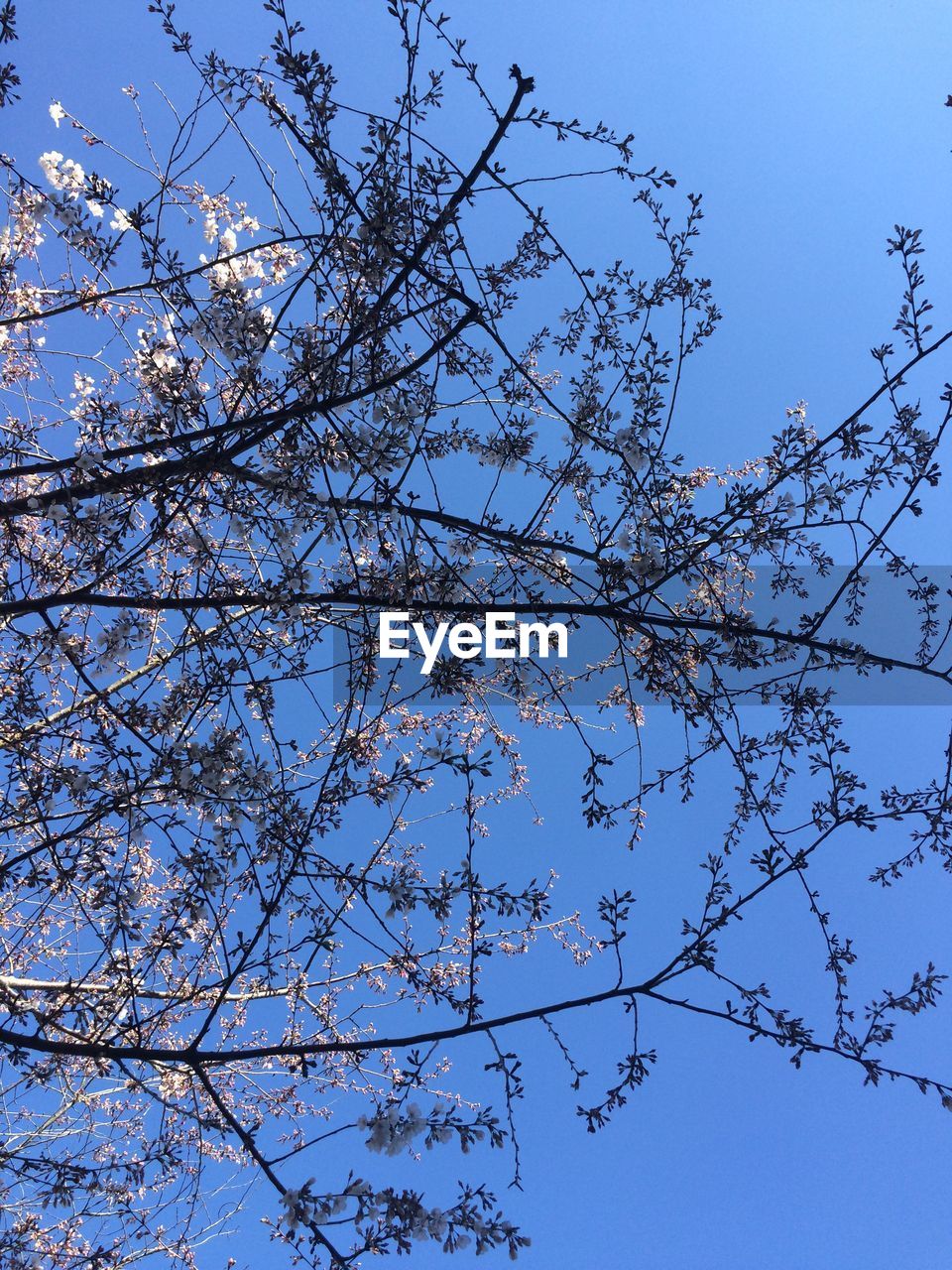 LOW ANGLE VIEW OF BARE TREES AGAINST CLEAR BLUE SKY