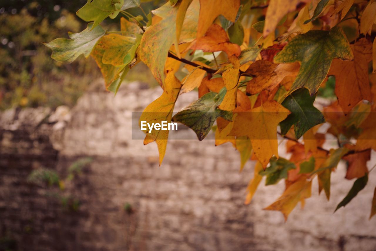 CLOSE-UP OF YELLOW MAPLE LEAVES ON BRANCH