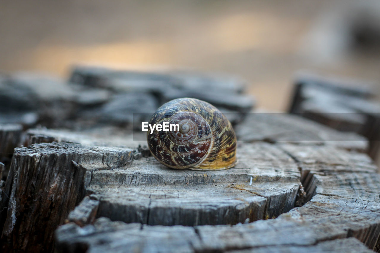 Close-up of snail on wood