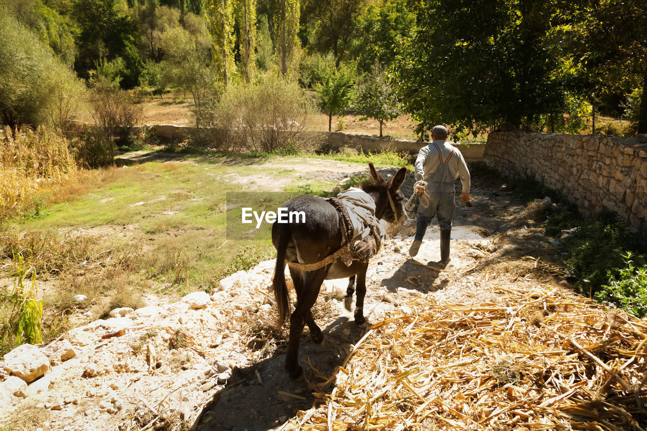 Rear view of man walking with donkey on field