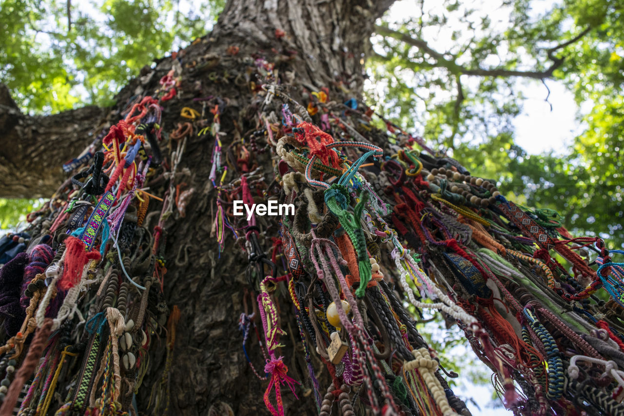 LOW ANGLE VIEW OF MULTI COLORED TREE TRUNK