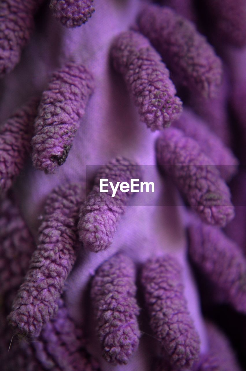 Full frame shot of purple flower