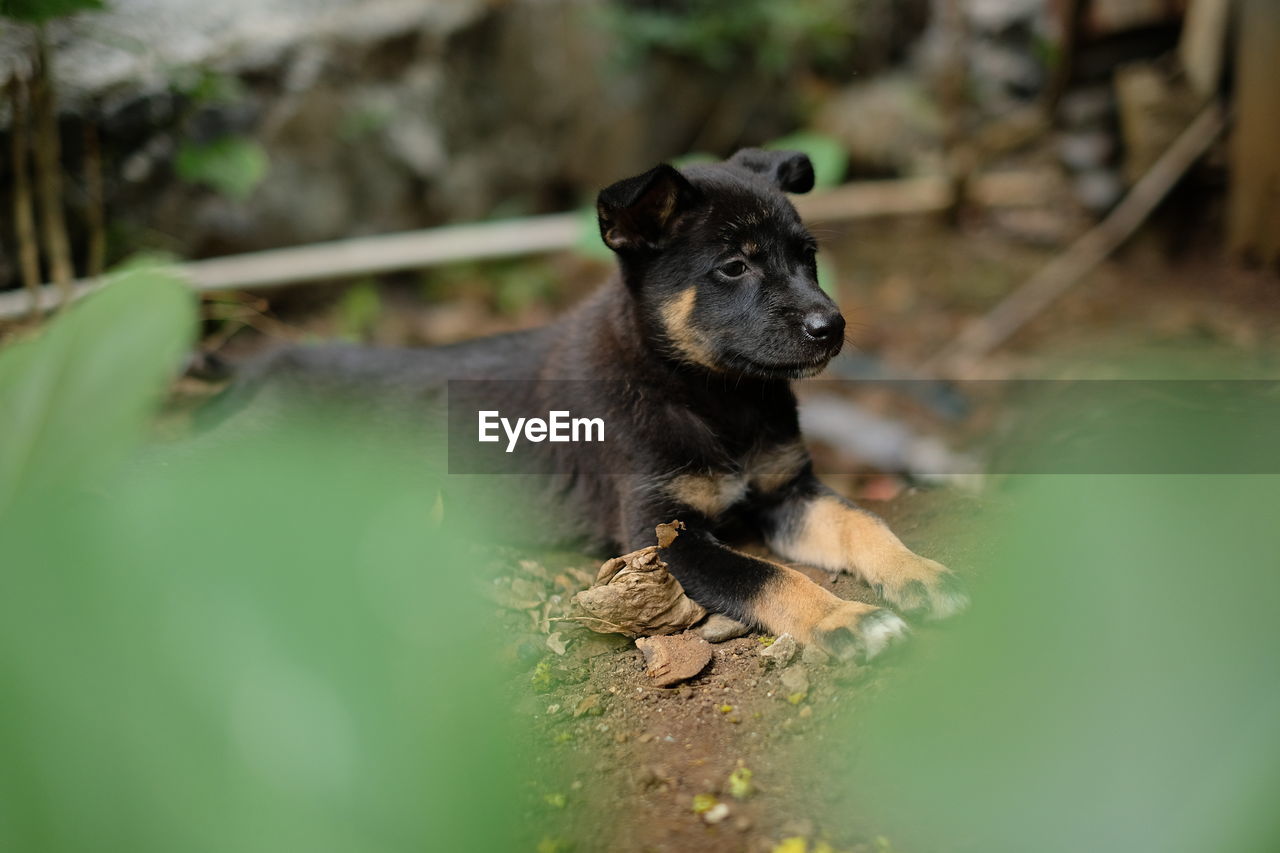 PORTRAIT OF DOG WITH MOUTH