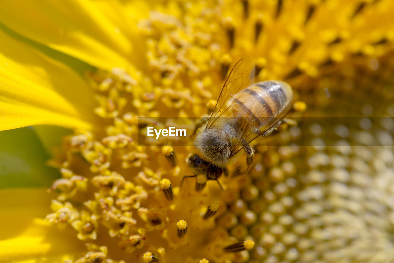 Close-up of honey bee pollinating on yellow flower