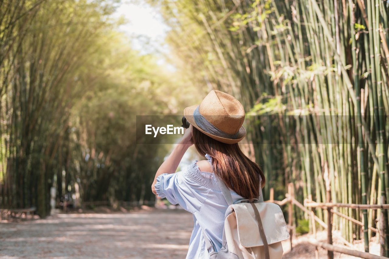 Rear view of woman photographing while standing by bamboo grove