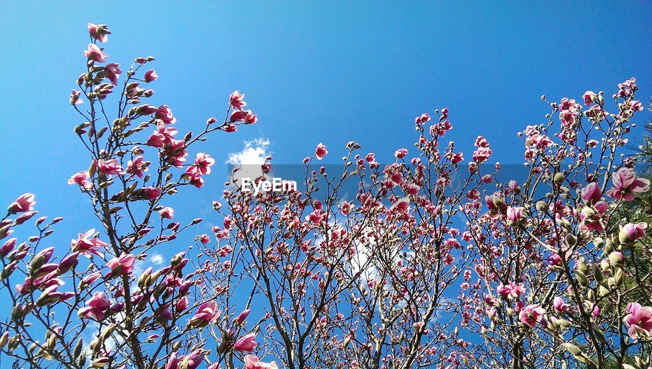 Low angle view of flowers against blue sky