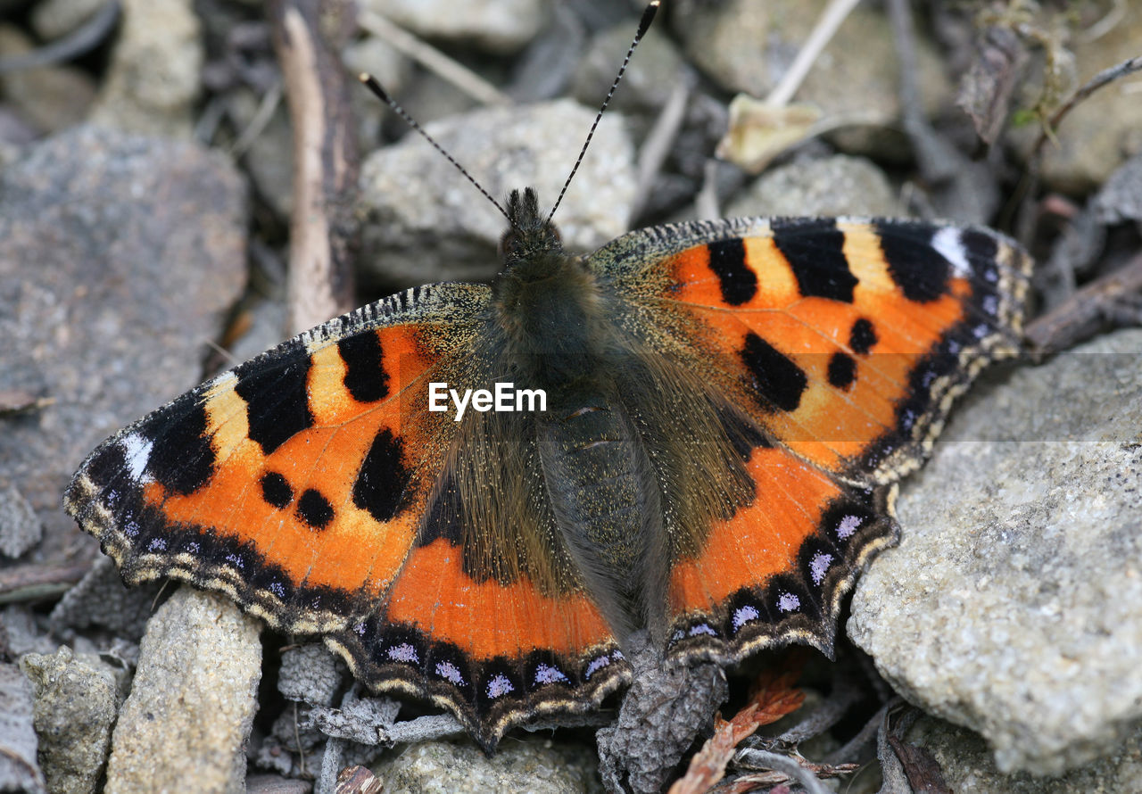 BUTTERFLY ON ORANGE LEAF