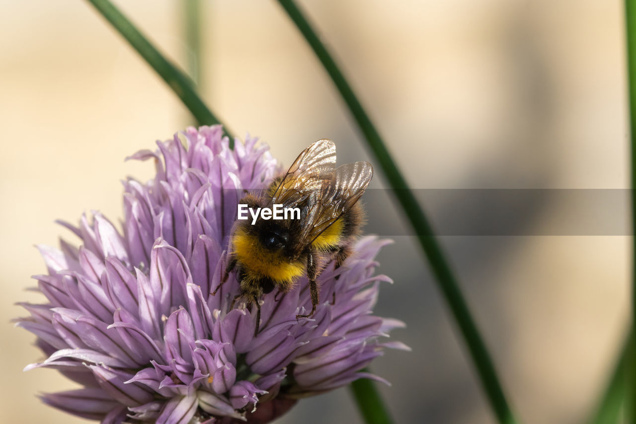 Macro shot of a bee on a chives flower