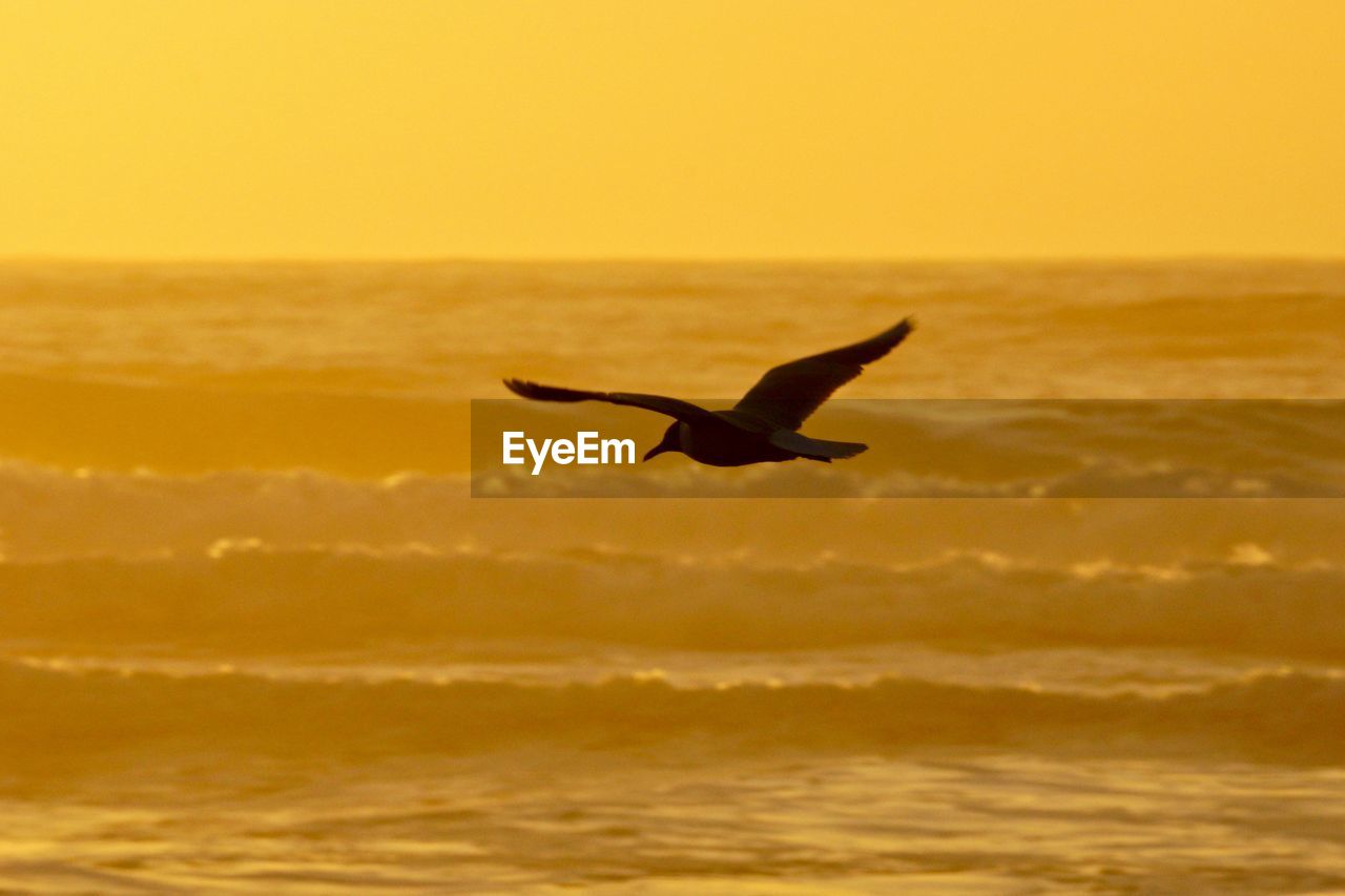 SILHOUETTE BIRD FLYING OVER SEA AGAINST SKY