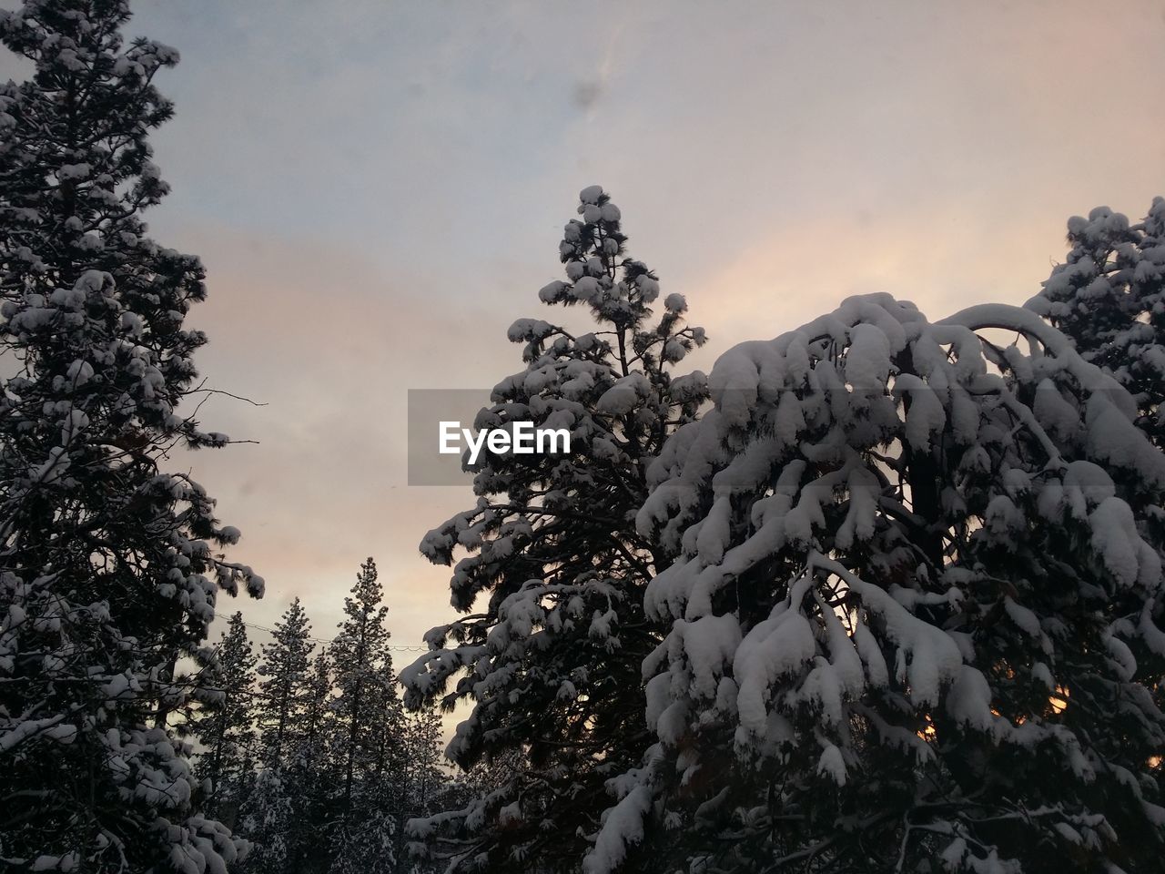 TREES IN A ROW AGAINST SKY