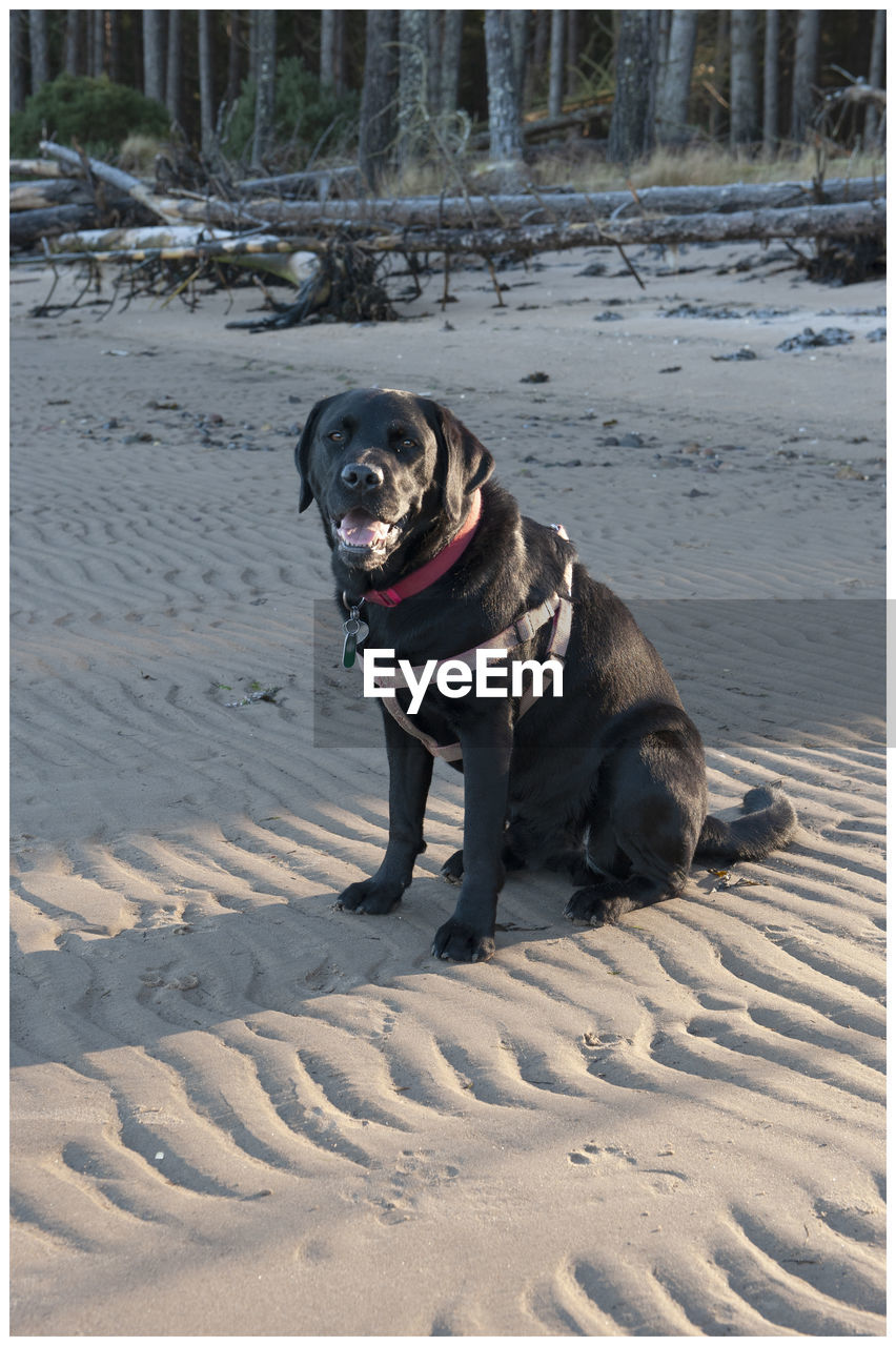 HIGH ANGLE VIEW OF DOG ON SAND