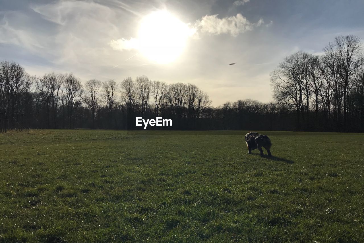 DOG ON FIELD BY TREES AGAINST SKY