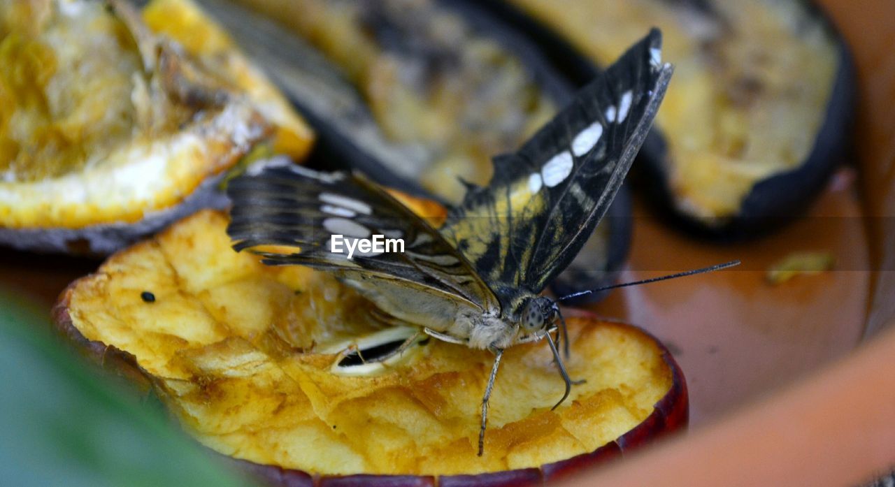 CLOSE-UP VIEW OF INSECT