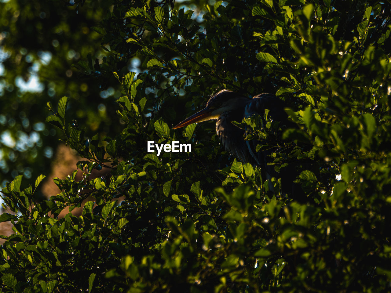 LOW ANGLE VIEW OF A BIRD FLYING