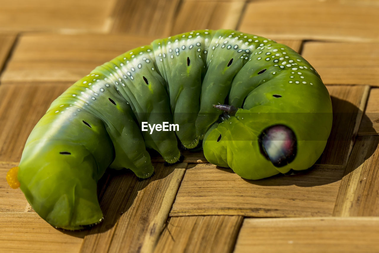 Close-up of caterpillar on floor